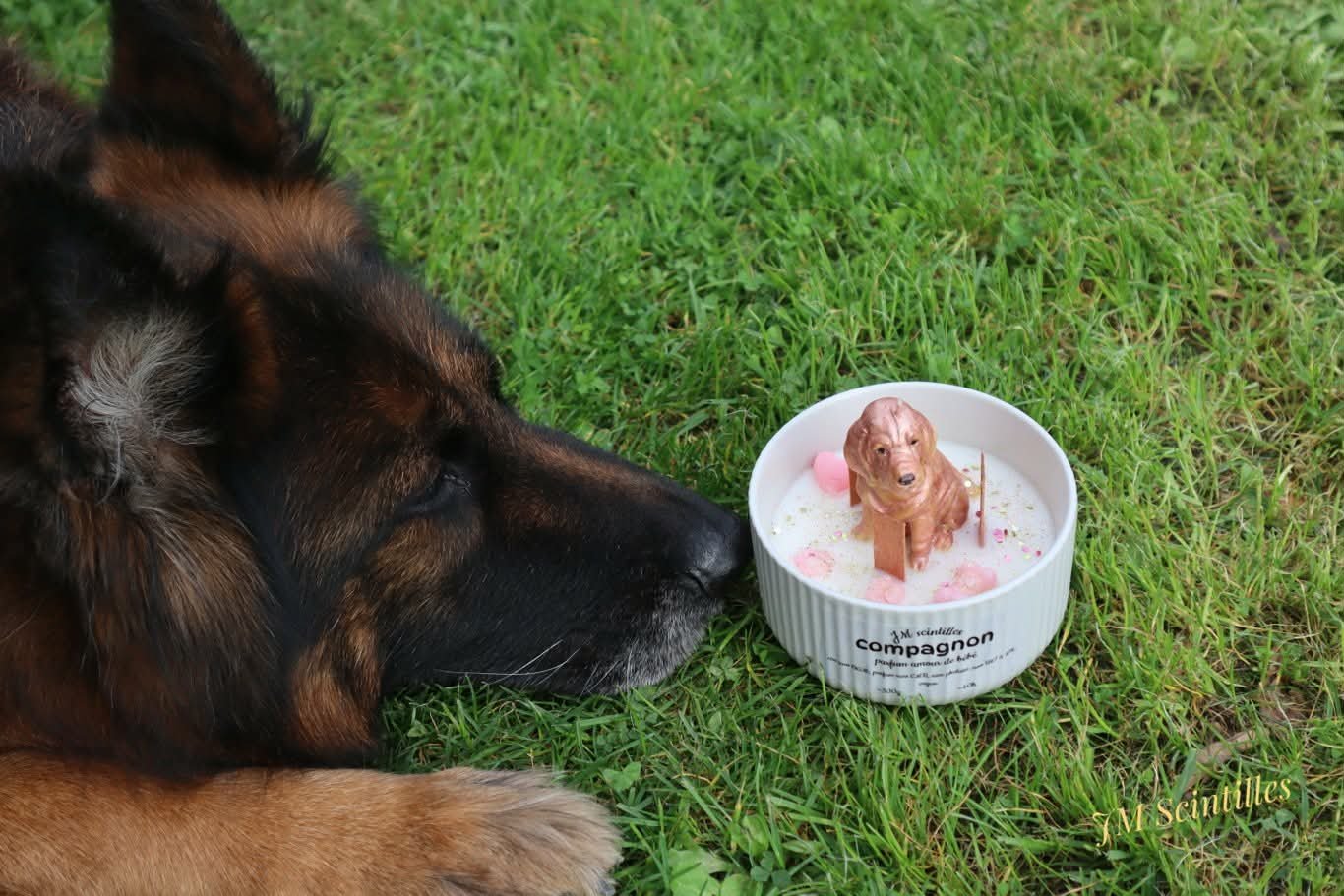 Compagnon chien (300g)